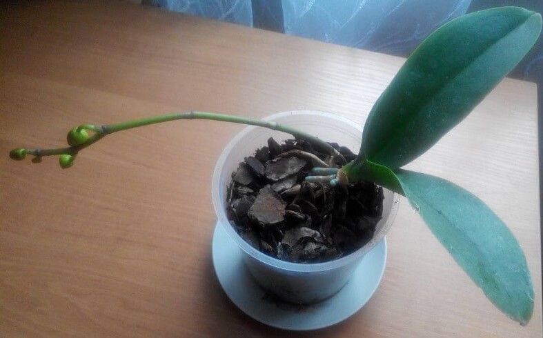 цветонос орхидеи