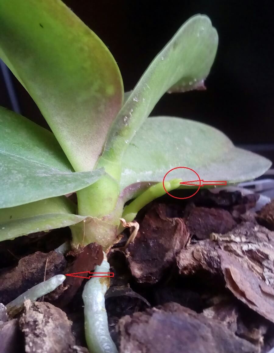 Как выглядит детка орхидеи на цветоносе в самом начале фото