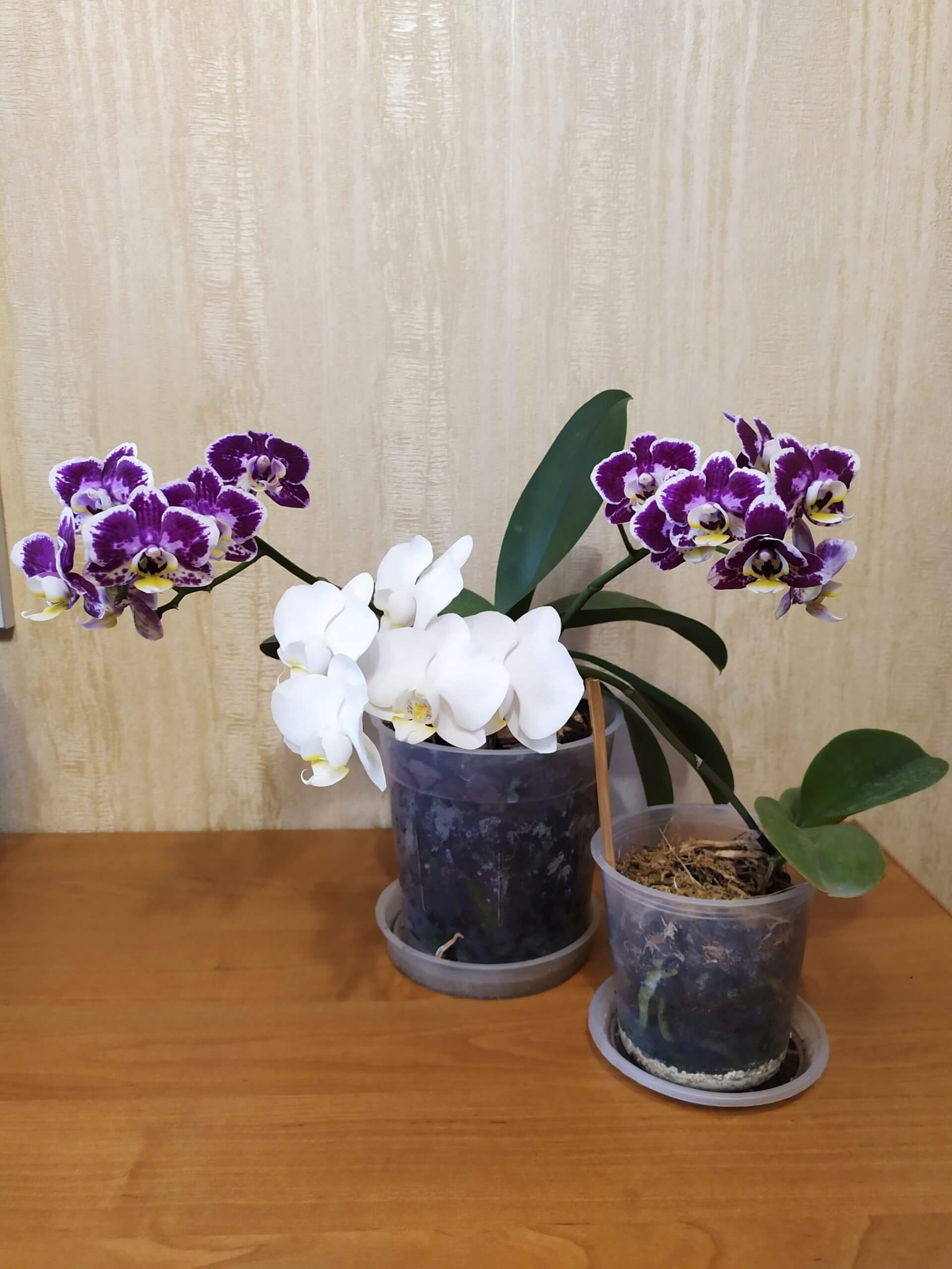 как заставить цвести орхидею
