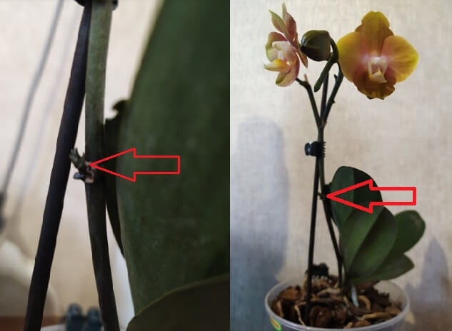 пробудження бруньок орхідеї